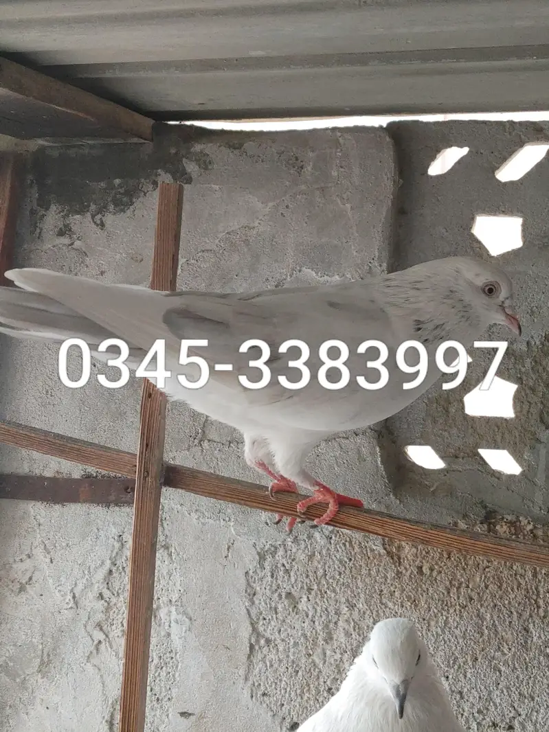 PATTI WALE — photo 9