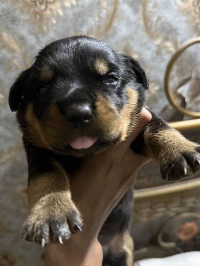 Roteweiler for sale 3healthy and active males  good quality