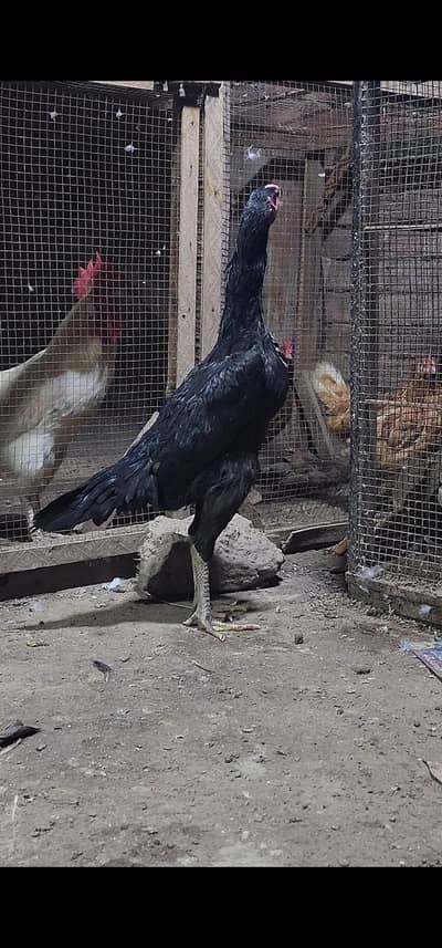 Shamo aseel females
