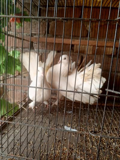 Indian fantail breeder pair