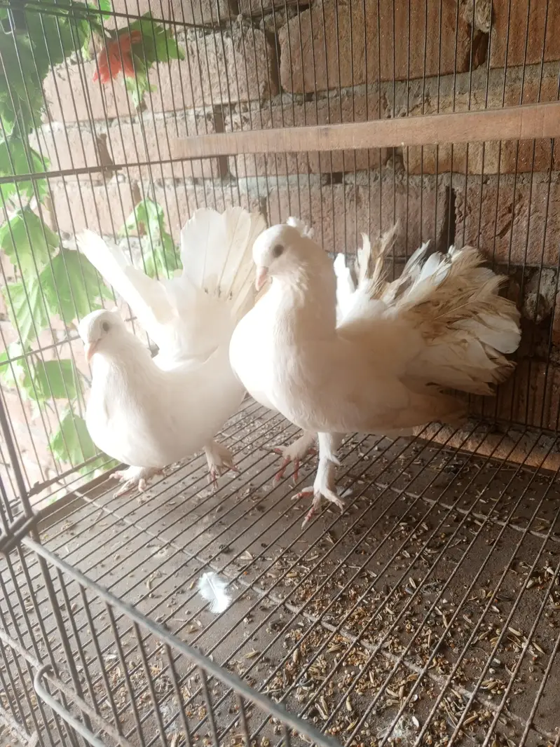 Indian fantail breeder pair — photo 2