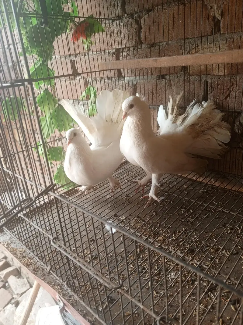 Indian fantail breeder pair — photo 3