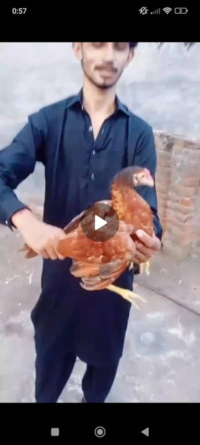 MASHA ALLAH peela patha