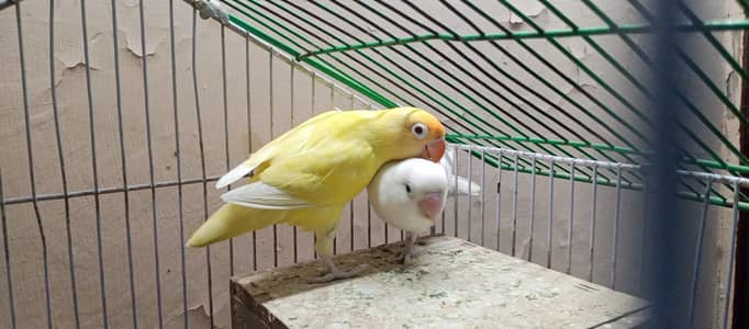 love birds with cage for sale