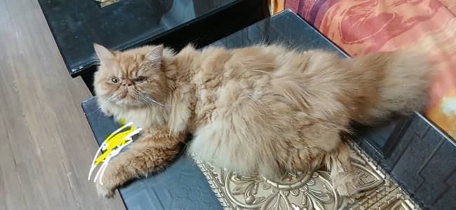Premium Purebred Ginger Persian Cat Available