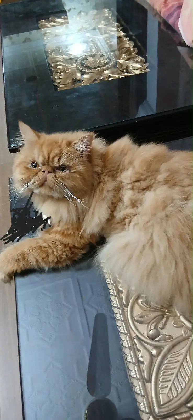 Premium Purebred Ginger Persian Cat Available — photo 2