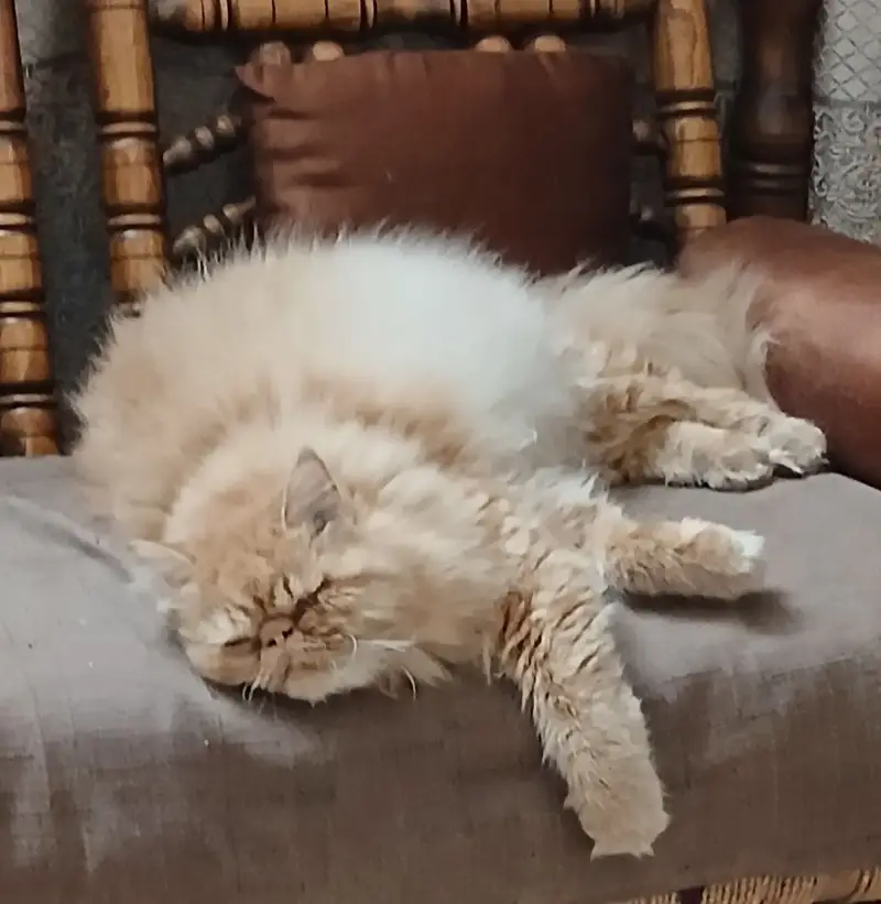 Premium Purebred Ginger Persian Cat Available — photo 3