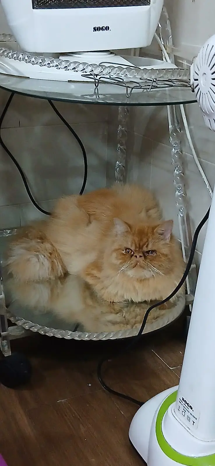 Premium Purebred Ginger Persian Cat Available — photo 4
