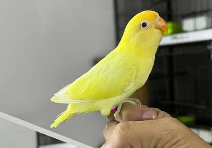 birds for sale