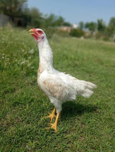 o shamo female