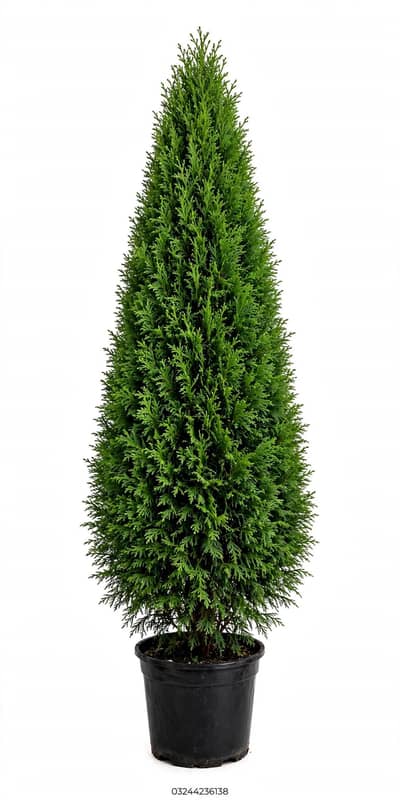 5 Feet Conical Morpankhi Plant - Pattoki - 03244236138