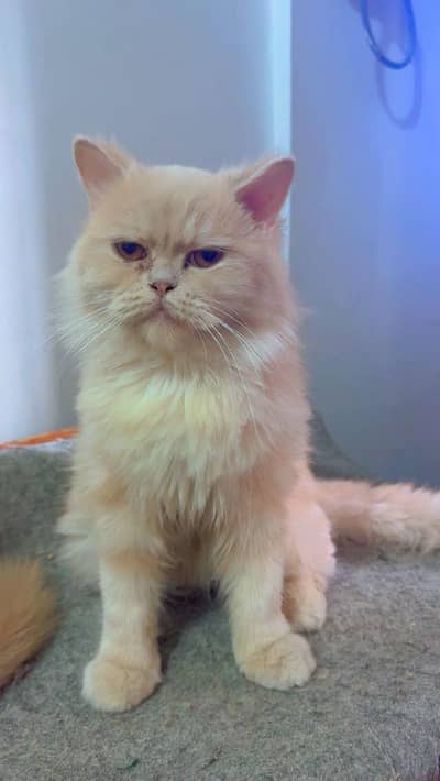 Persian Doll Face cross Cats for sale