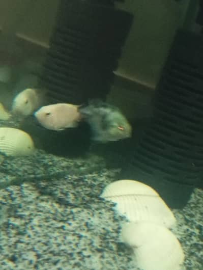 Polar blue &Snow polar fish