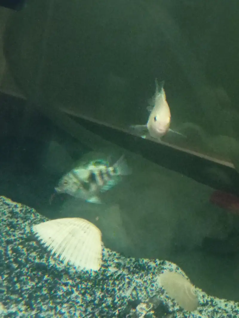 Polar blue &Snow polar fish — photo 2