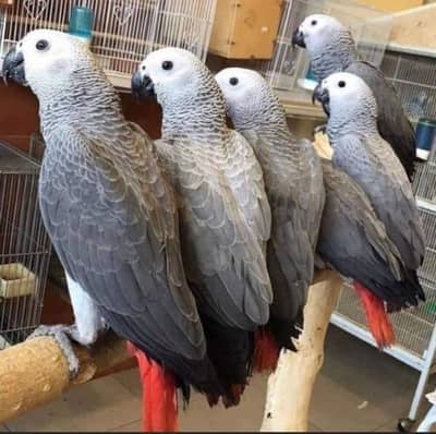 African Grey Parrot for sale 10 month age