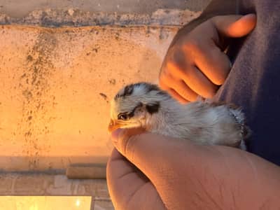 Colombians bantom chicks & Breader pair For sale