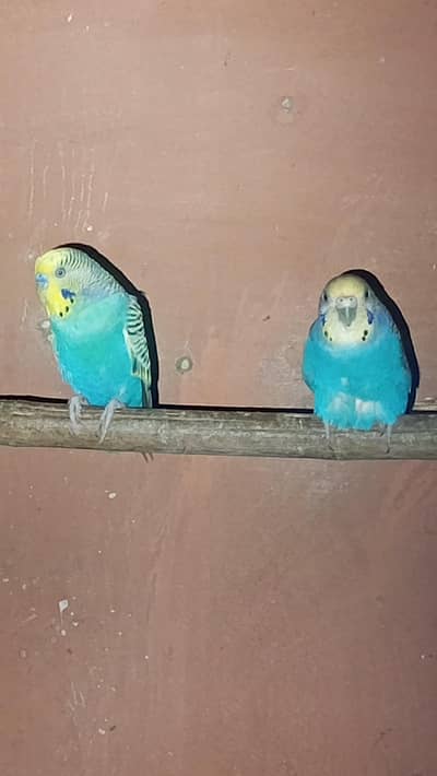 australian rainbow breeder pair
