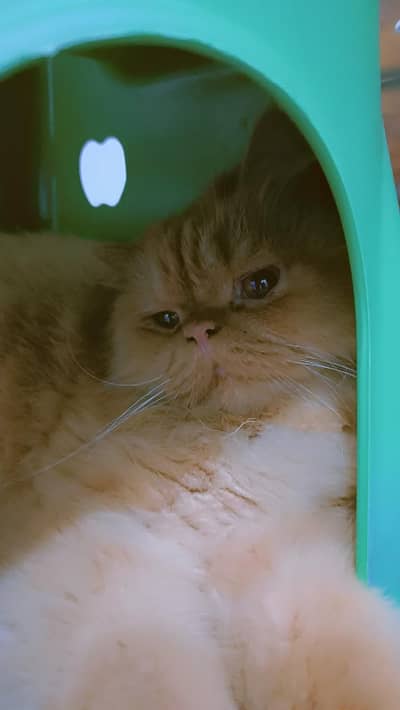 hello one beautiful cat for  beautiful family