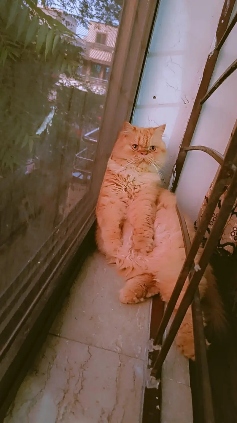 hello one beautiful cat for  beautiful family — photo 2