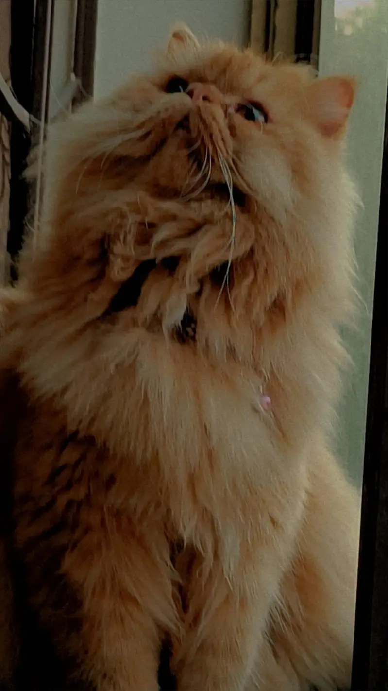 hello one beautiful cat for  beautiful family — photo 3