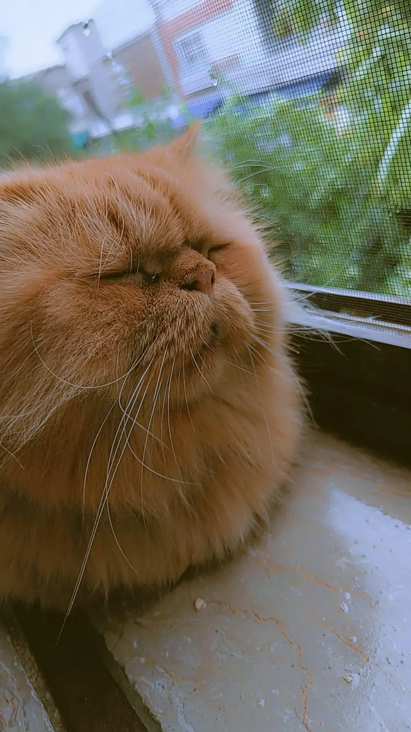 hello one beautiful cat for  beautiful family — photo 4