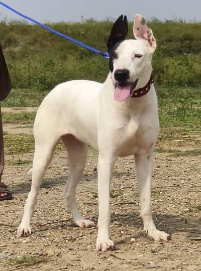 kuohati  gultair female ag 5 month for sale
