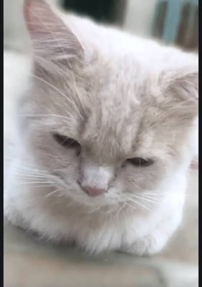 Persian Female Cat