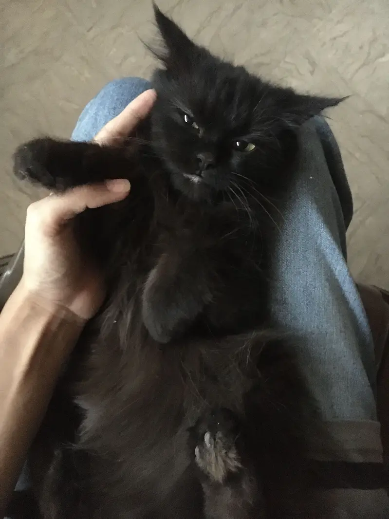 Persian Female Cat — photo 3
