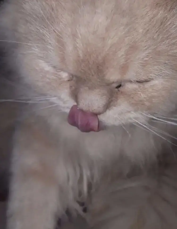 Persian Female Cat — photo 4