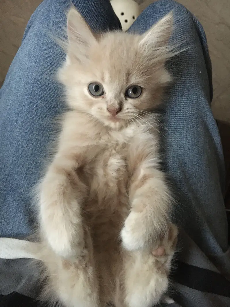 Persian Female Cat — photo 5