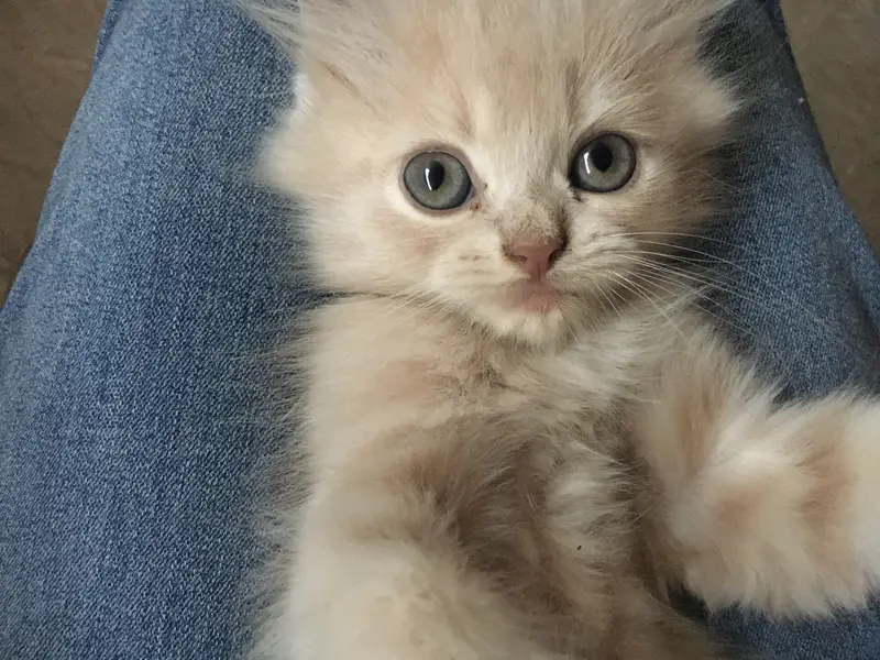 Persian Female Cat — photo 6