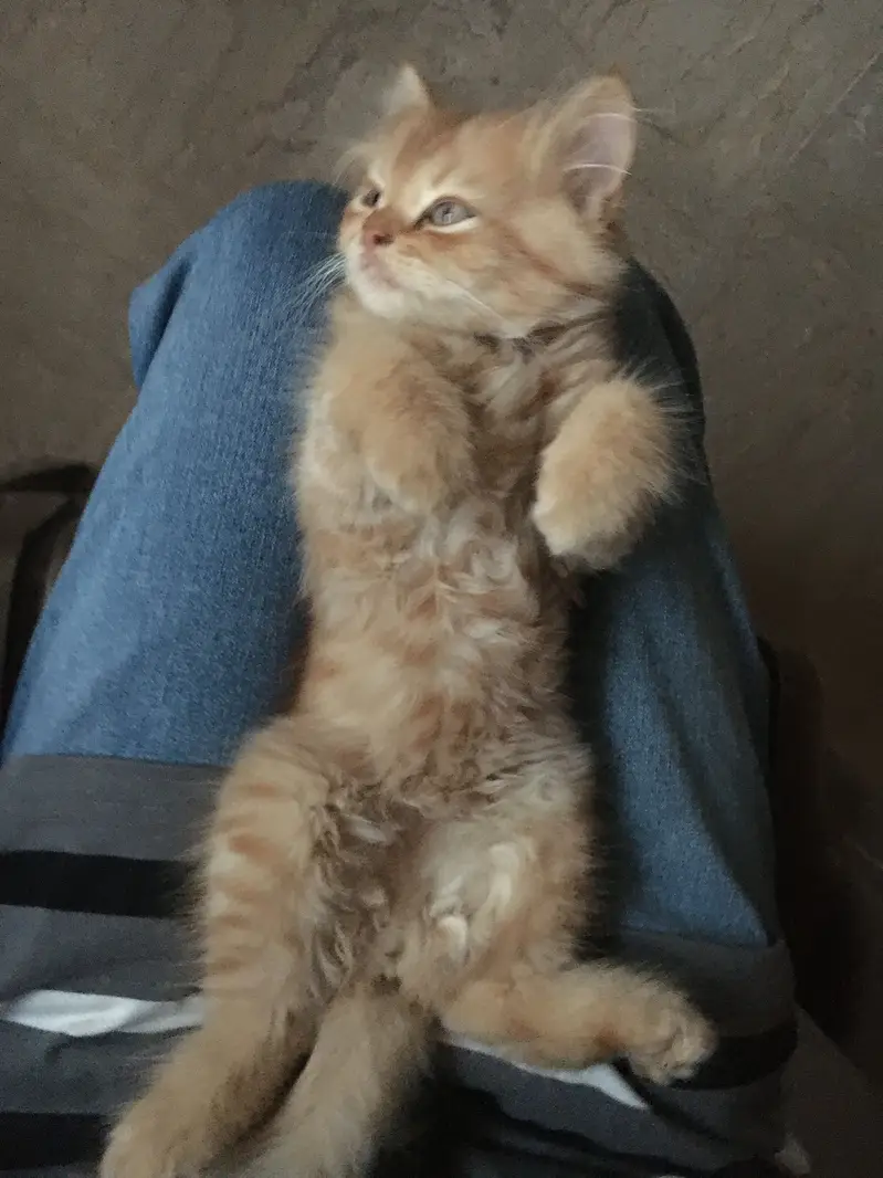 Persian Female Cat — photo 7