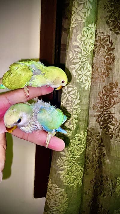Handtame near to self. Also can fly tame