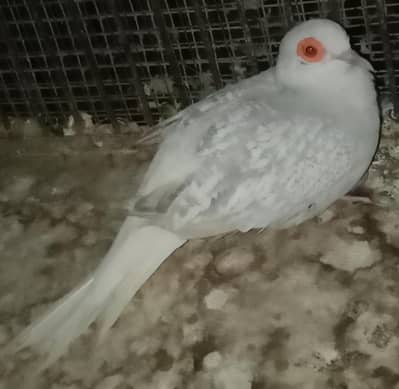 DOVE MALE ACTIVE AND HEALTHY. SNOW WHITE. BREEDER  MALE