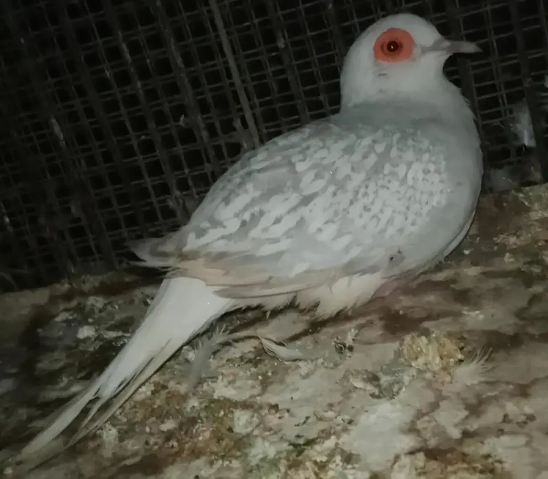 DOVE MALE ACTIVE AND HEALTHY. SNOW WHITE. BREEDER  MALE — photo 2