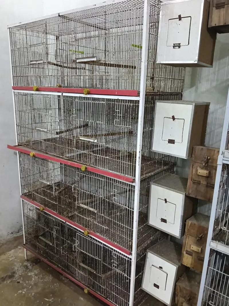 cage's