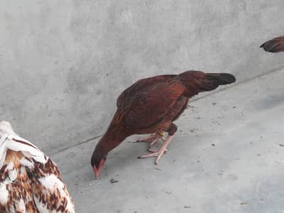 بہت خوب صورت ہے
