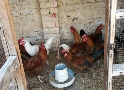 Desi murga full Tyr for sale 1450per murga