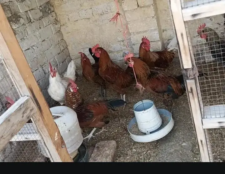 Desi murga full Tyr for sale 1450per murga — photo 2