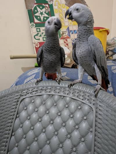 parrot