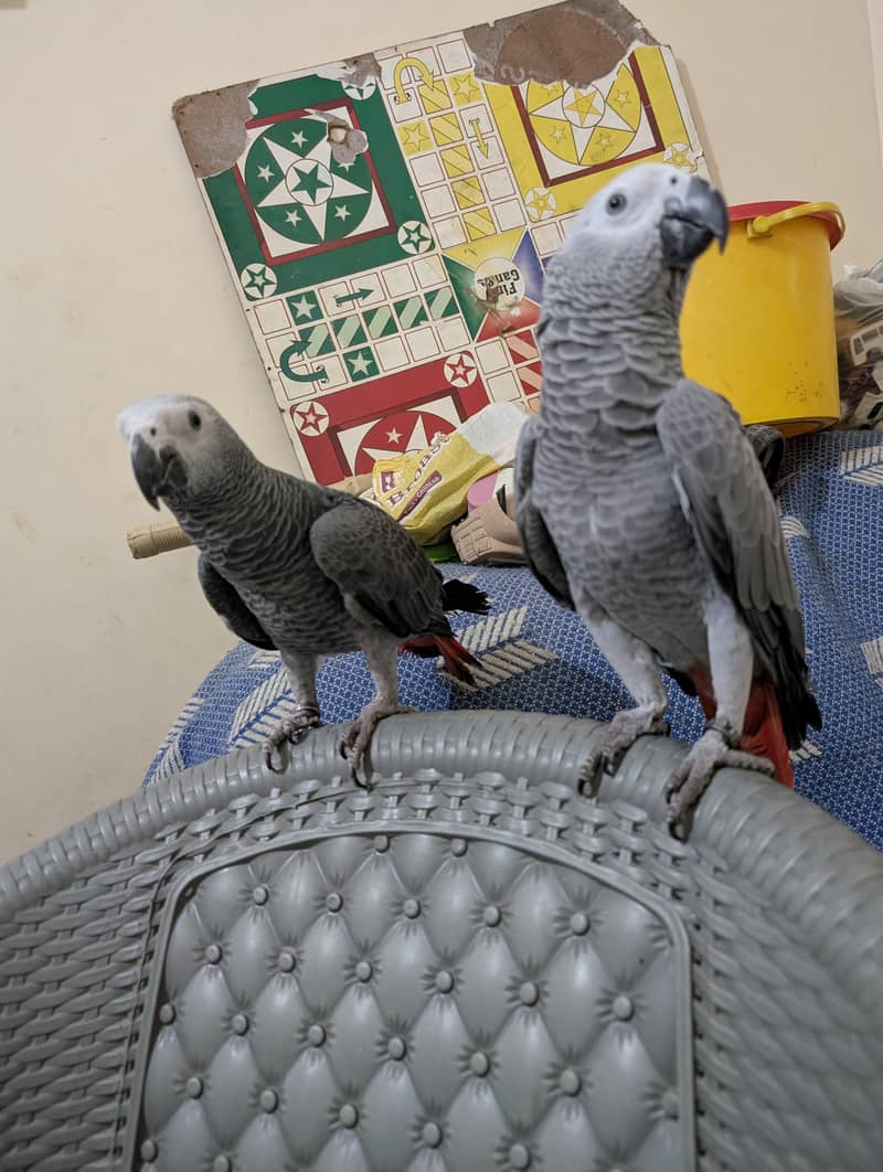 parrot 1