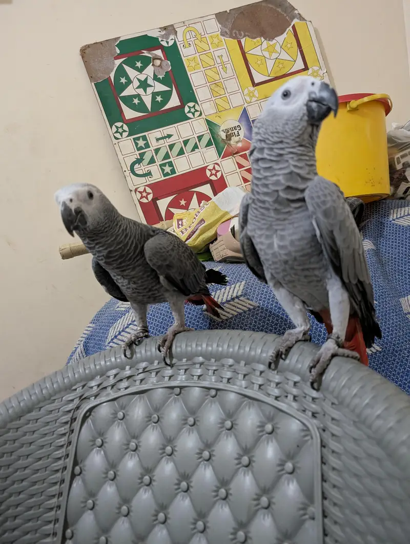 parrot — photo 2