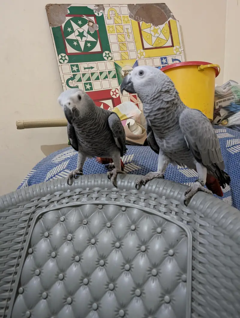parrot — photo 3