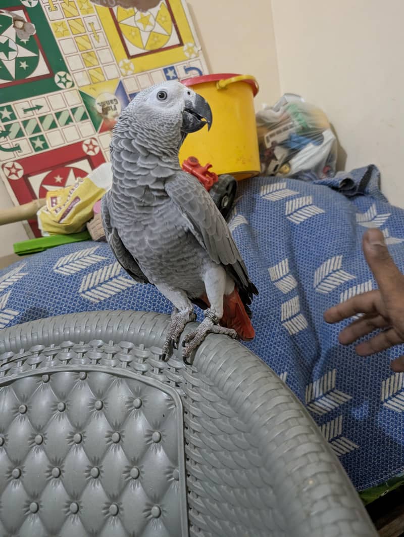 parrot 3