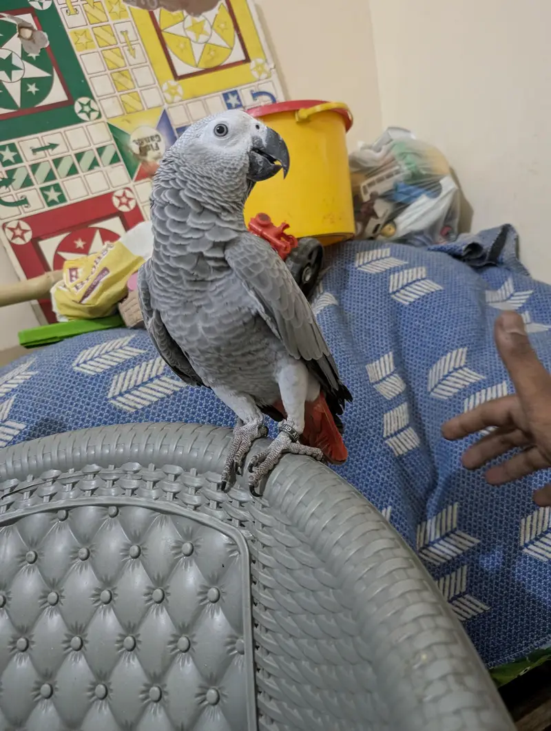 parrot — photo 4