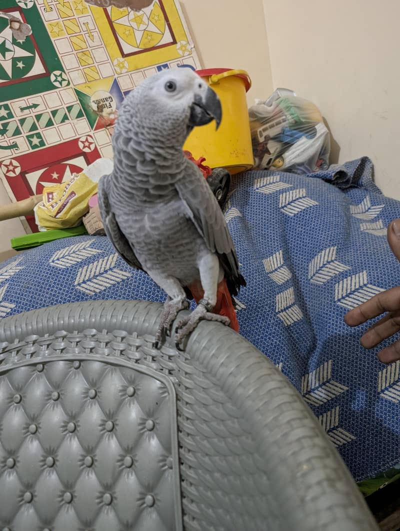 parrot 4