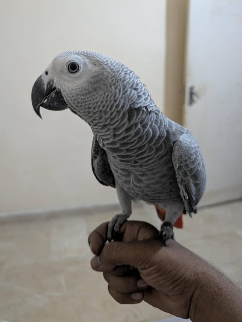 parrot 5