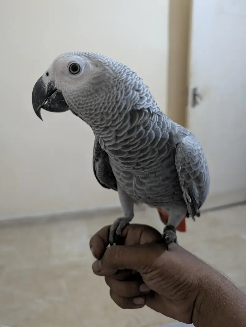 parrot — photo 6