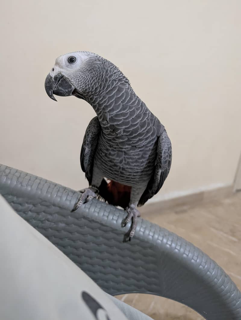 parrot 6