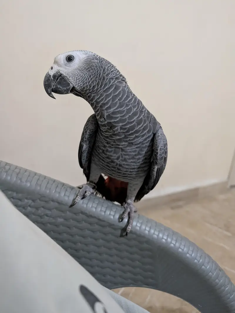 parrot — photo 7
